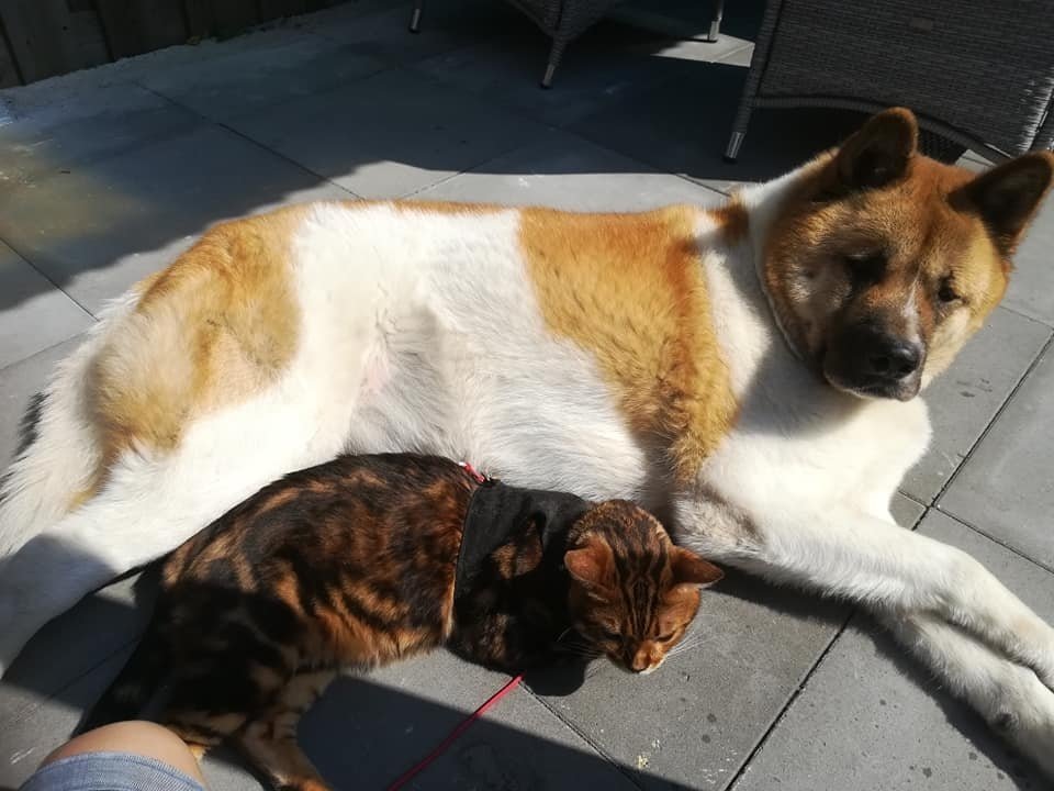 Kat en Hond